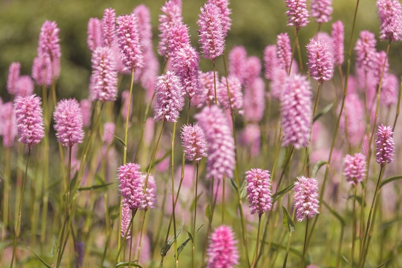 Forest Meadow Image