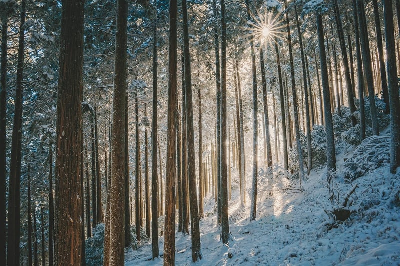 Forest Clearing Image